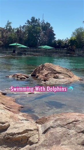 Discovery Cove Is A Mini Getaway Right In Florida! Swimming with Dolphins, Stringrays, or Sharks