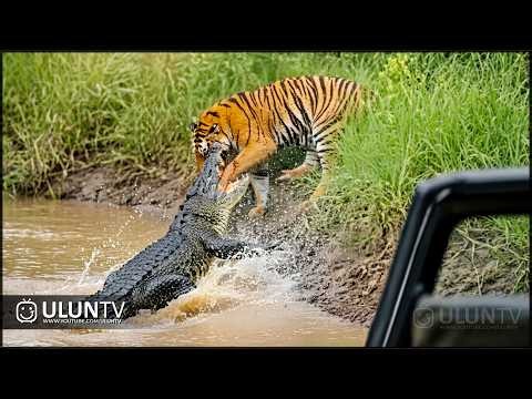 Nature's Brutal Battle: Tiger Defeated in Rare Battle Against Crocodile