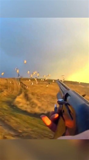 Goose Hunting | Perfect Shot 😱in Wild Nature #охота #гуси #охотанагусей #дикаяприрода