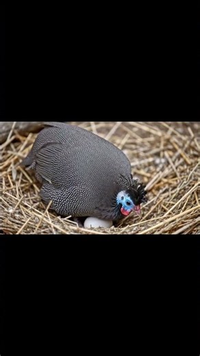 The Prairie Chicken's Dramatic Mating Dance!