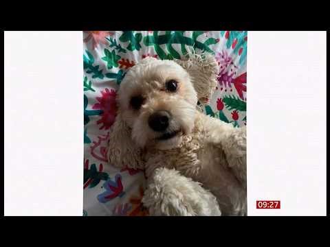 'Designer' dog owners report more problem behaviours, vets warn (UK) 19/Mar/2026