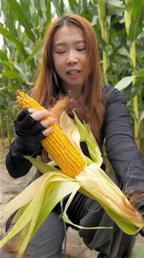 Big size corn 🌽🌽 harvest from Farm by Rural Farmer | High yielding corn 🌽🌽 #corn #farming