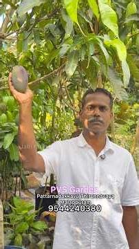 Mango worth lakhs #varietymangofarming #organicfruitsfarm