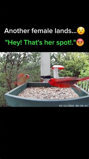 Two sides of a cardinal: 🥰 Love & Defense😡 #cardinal #birdfeeder #birdlove #birddrama #birdbehavior