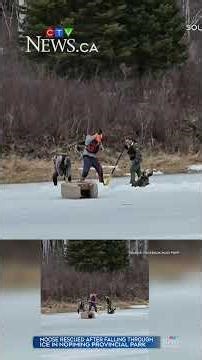 Manitoba man, conservation officers free moose trapped in ice