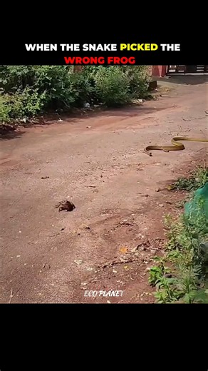 When the Snake picked the wrong Frog #snakevsfrog #shorts #animal #animalshorts #animalplanet