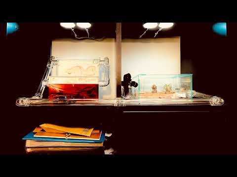 🔴 Ants at Work - Arena - Day 1990, Messor Barbarus Ants Live Webcam, Ant Farm in Hamburg, Germany