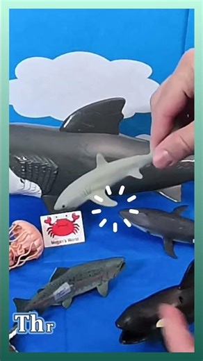 3 Ocean Hunters: Salmon, Thresher Shark, Orca Facts! 🤯