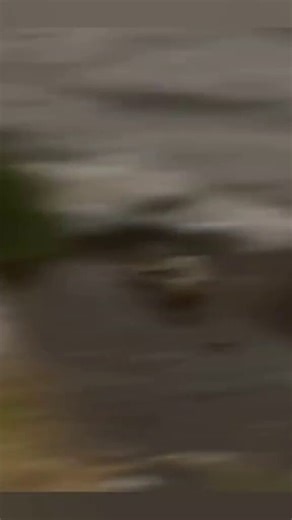 👽 Creature or Alien?! Shocking Footage Caught on Camera 🛸😱