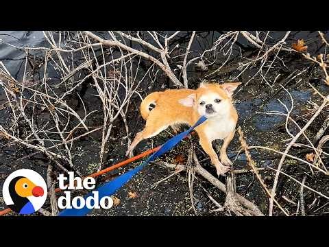 Woman Rescues A Tiny Dog During Her Work Commute | The Dodo