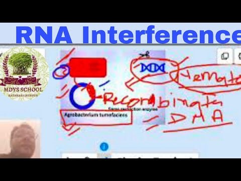 RNA Interference (RNAi) Process & Mechanism | NEET Biology | Class 12 NCERT
