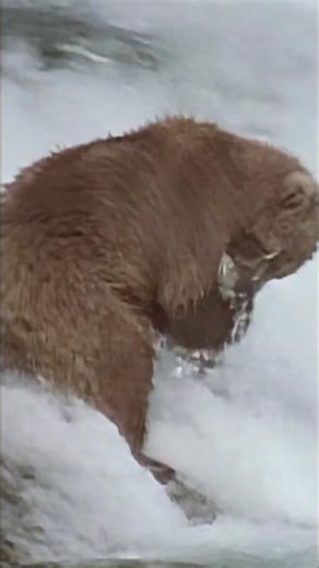 Tiny Bear vs Salmon (Who Wins?)