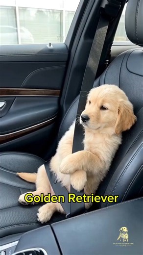 Cute Golden Retriever Puppies