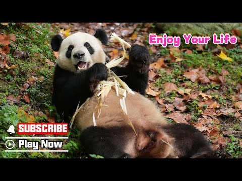 【Life Of Returnee Pandas】Episode 62 Le Le, The Panda Who Loves Living It Up | iPanda