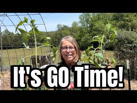 Planting Tomatoes: Going All In.