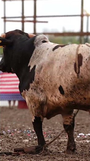 Bull Riding Highlights: The Great American Rodeo