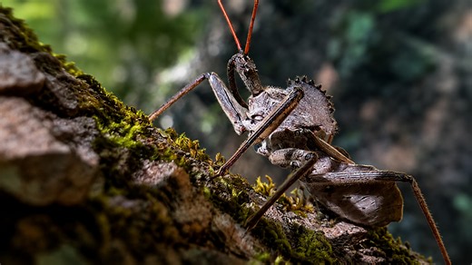 America’s largest assassin bug has one of the most painful bites in the insect world