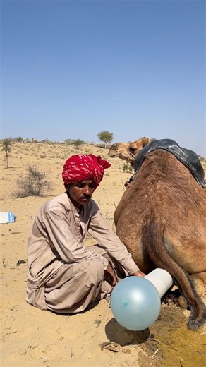 مزارع ينفخ بالونًا داخل أنبوب أبيض لتبريد الجمل… لكن حركة مفاجئة من الجمل تفسد كل شيء! ماذا حدث؟