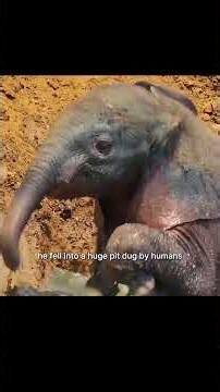 This baby elephant fell into a pit. Its mother struggles frantically. Will he survive? #wildlife