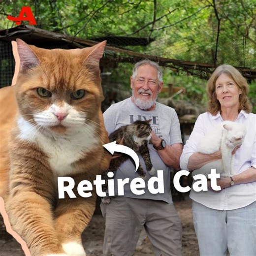 Terry and Bruce Jenkins founded Cats Cradle Foundation to rescue older cats. Since 2015, more than 350 cats have spent their final years in this feline paradise. | AARP