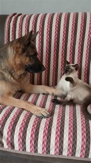 Just a German Shepherd and his best cat friend #shorts #pets #dog