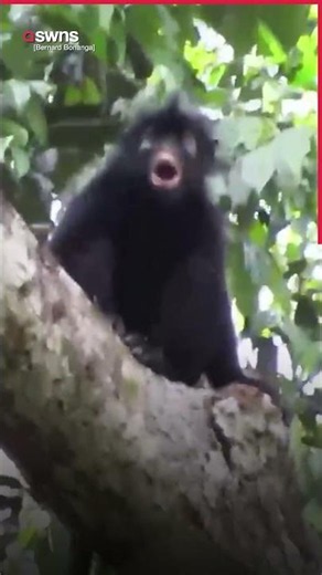 New species of monkey with orange lips discovered in rainforest | SWNS