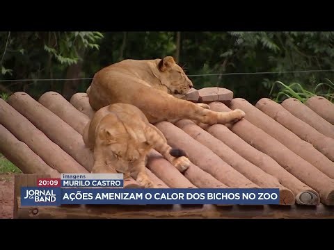 Picolé de carne e banho de mangueira: Zoo de SP refresca animais no calor | Jornal da Band