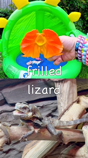 Kids Learn at the Dino Pool | Animal Names: Pig Frilled Lizard Chicken Capybara Lion