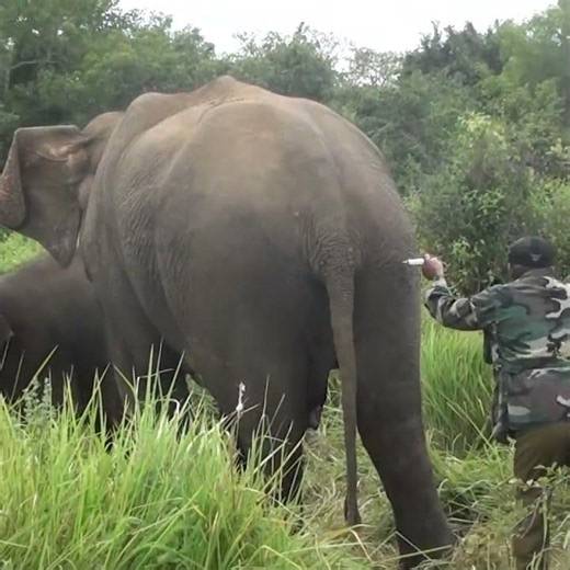 Injured Mother Elephant Treated by Wildlife Officers #elephant