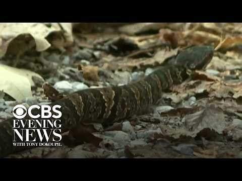 Illinois' "Snake Road" closes to cars to protect the migrating reptiles