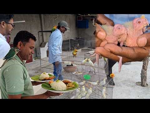 Cockatiels Love Birds Finches Java Received As Gifts For Our New Farm.