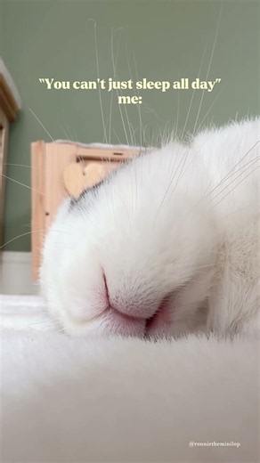 Sundays are for sleeping 😴🐰