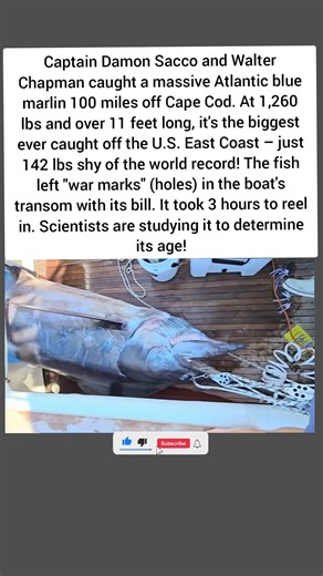 1,260-Pound Marlin Caught Off Cape Cod – Just 142 Lbs Shy of a World Record 😳🎣 #Shorts #Marlin