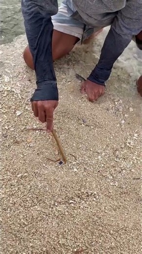 Incredible Hidden Fish Found Beneath the Beach Sand 😱🎣 #fishing #shorts #fish