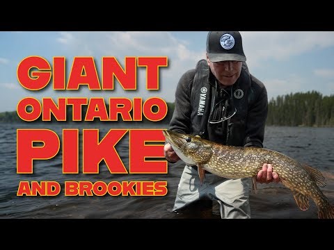 DIY Brookies in Ontario
