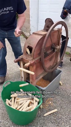 Ever shelled your own popcorn before? 🍿⁣ ⁣ Popping corn is different than sweet corn, and these dry
