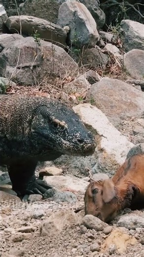 Komodo Dragon Takes Down a Goat 😳 | Nature’s Ultimate Predator #KomodoDragon