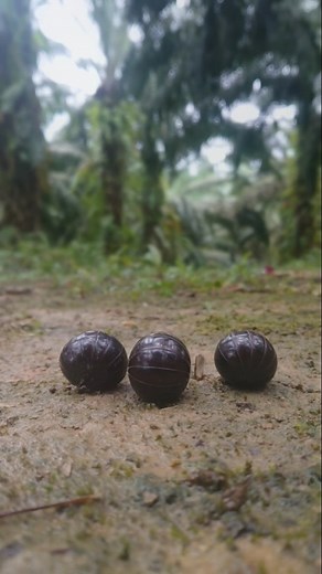 So small, so cute… this rolling pill millipede is magic #pillmillipede #shorts