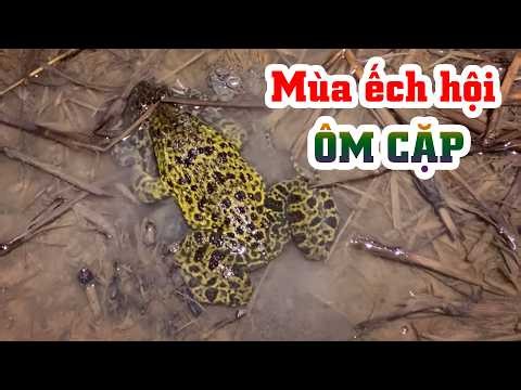 Bắt ếch hội thấy mê sau cơn mưa đầu mùa | THÚ VUI MIỀN TÂY. 80