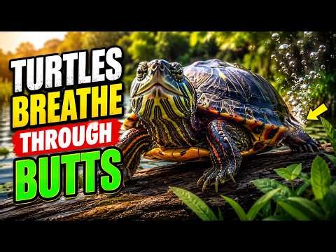 How Do Painted Turtles Breathe Through Their Butts? 🐢