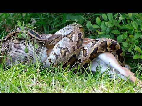 Predator vs Prey: Python Takes Down Deer in Real Time