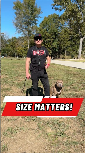 Pitbull vs Giant Dog: Size Matters!