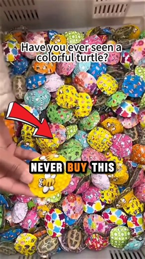 This turtle looks cute but it's dangerous