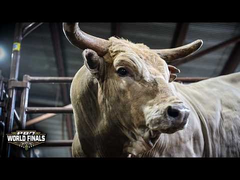 BULL POWER! The Rank Pen Takes Over Cowtown