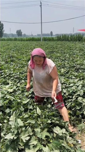 Amazing scene of rural farmers harvesting sweet potatoes | Sweet potato 🍠🍠 #potato #harvest