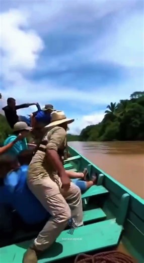 Torpedo fish are crazy 😯