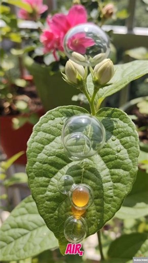 What REALLY happens inside a leaf? 👀 🍀🍀 Photosynthesis #plants #leaf #photosynthesis