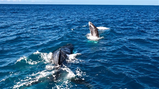 Majestic humpback whales breaching in the crystal clear waters of Hawaii