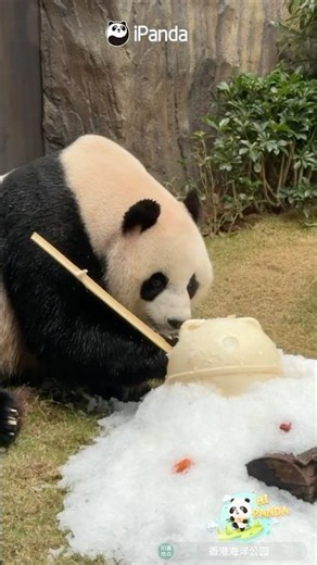 Panda Gets "Ice Lollipop" | iPanda #shorts #HKpanda