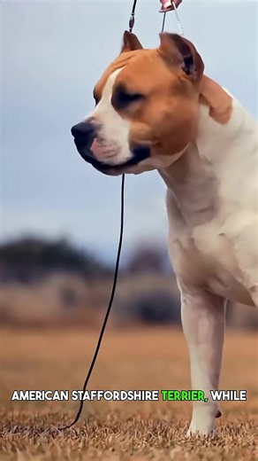 What makes the American Staffordshire Terrier stand out?